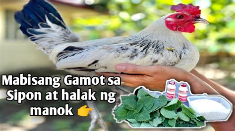 gamot sa sipon at halak ng manok